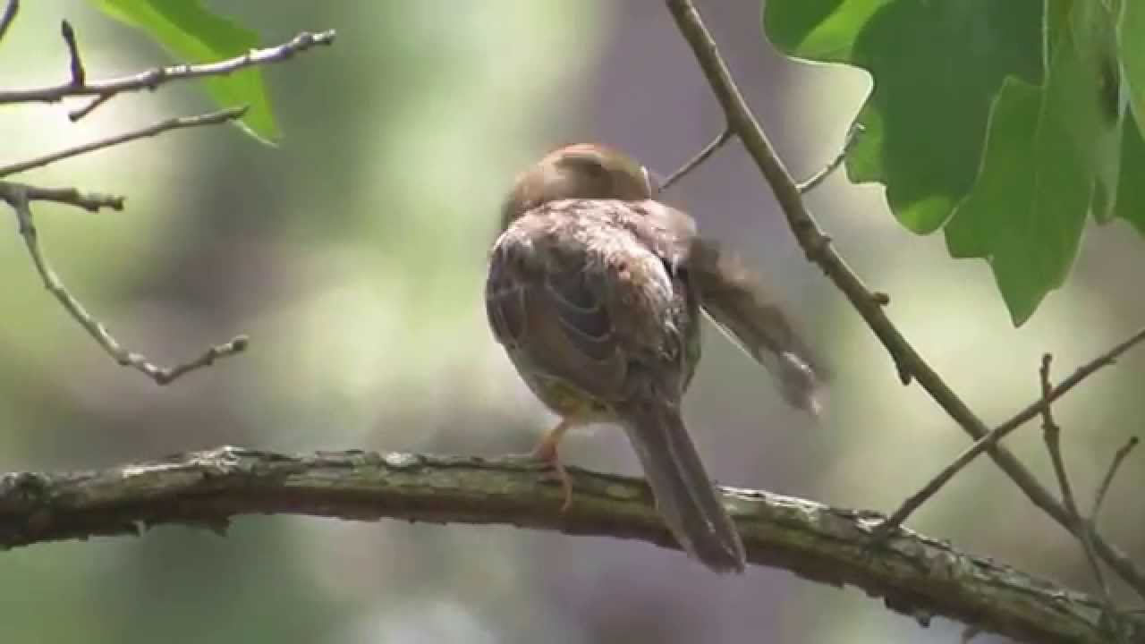 Bachman's Sparrow Singing