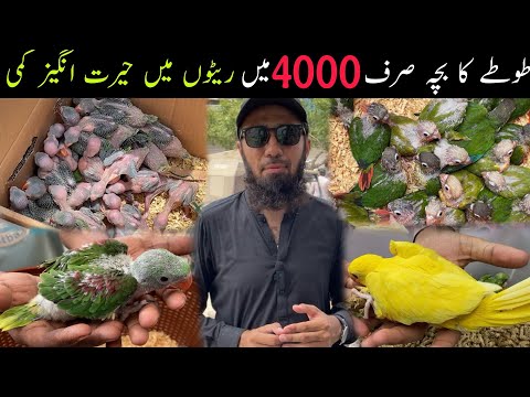 Lalukhet Exotic Birds & Parrots Chicks Market Sunday Video Latest Update 31-5-2026 in Urdu/Hindi