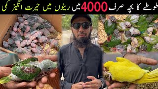 Terbaru Pasar Burung Eksotis U0026 Anak Burung Beo Lalukhet Minggu 3152026 Dalam Bahasa Urduhindi