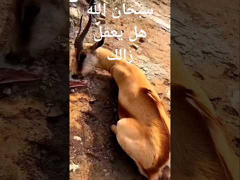 كيف يستخرج المسك من الغزال غزل عطور عطورات فرنسيه