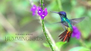 Hummingbirds: The Tiniest Birds on the Planet