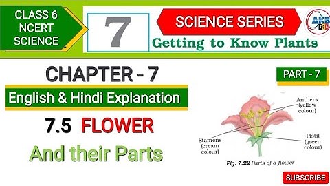 Getting to Know Plants Class 6 Chapter 7 | Part 7 | Flower & Their  Parts | NCERT CBSE Science