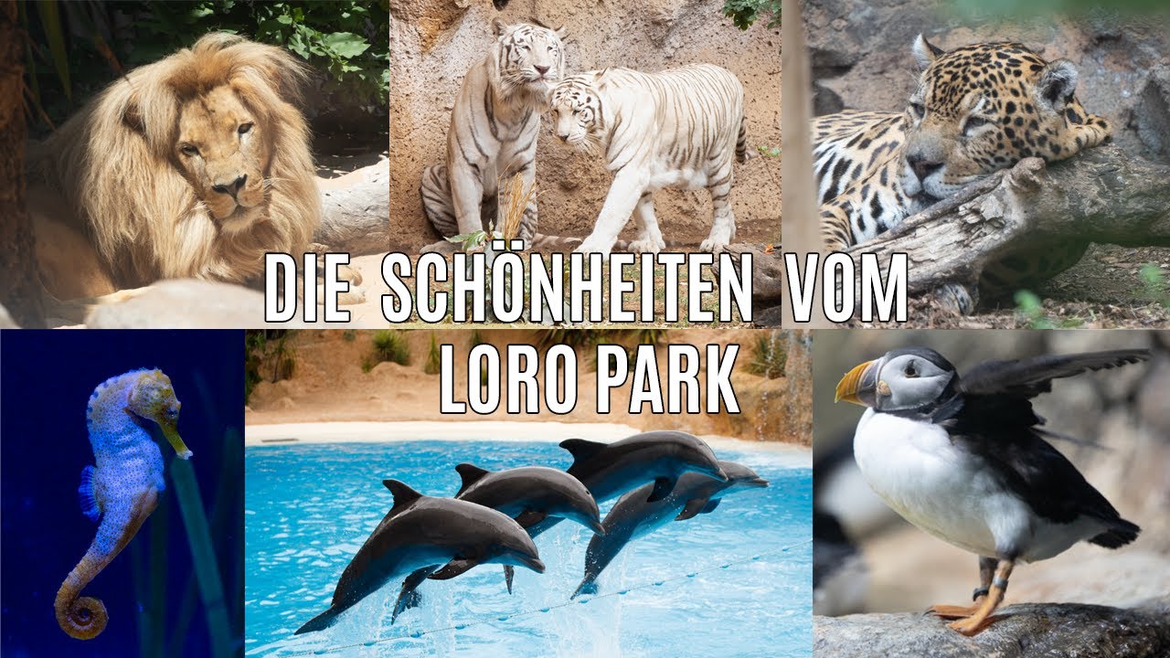 Zwei Tagesausflüge durch den Loro Park Teneriffa, Jaguar, Tiger, Löwe, Delphine, Seepferdchen,
