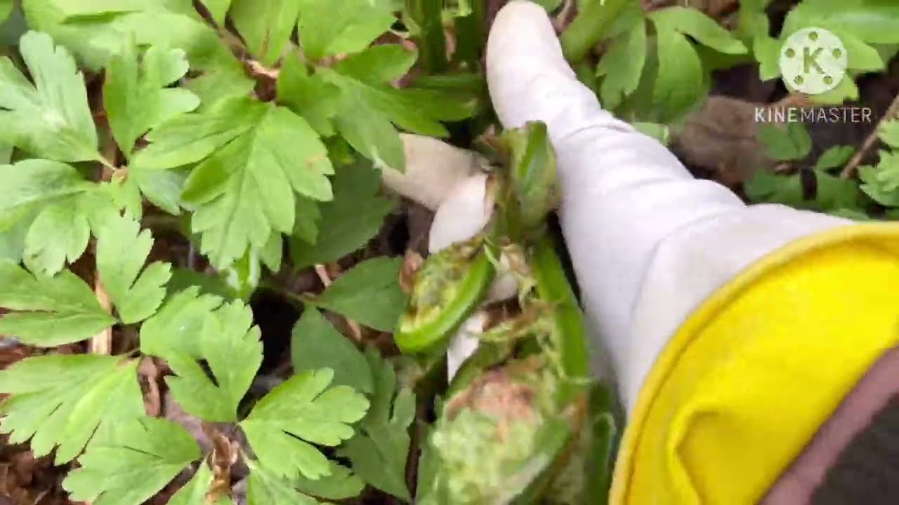 Ep.68 เข้าป่าเจอดงผักกูด😳ลองเก็บผักกูดครั้งแรกตั้งแต่มาอยู่นอร์เวย์