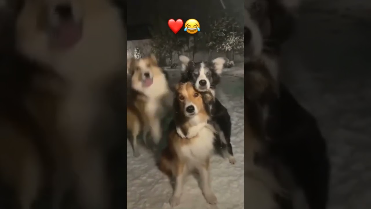 Photo k liye diwaane kutte😂😂 