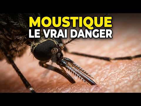 Moustique : pourquoi te pique-t-il toi en particulier ? Découvrons-le !