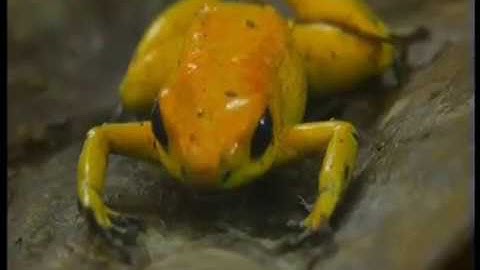 Poison frogs / Creating a poisonous arrow  (subtitles in english soon)
