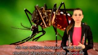 Het ontwerp van de mug
