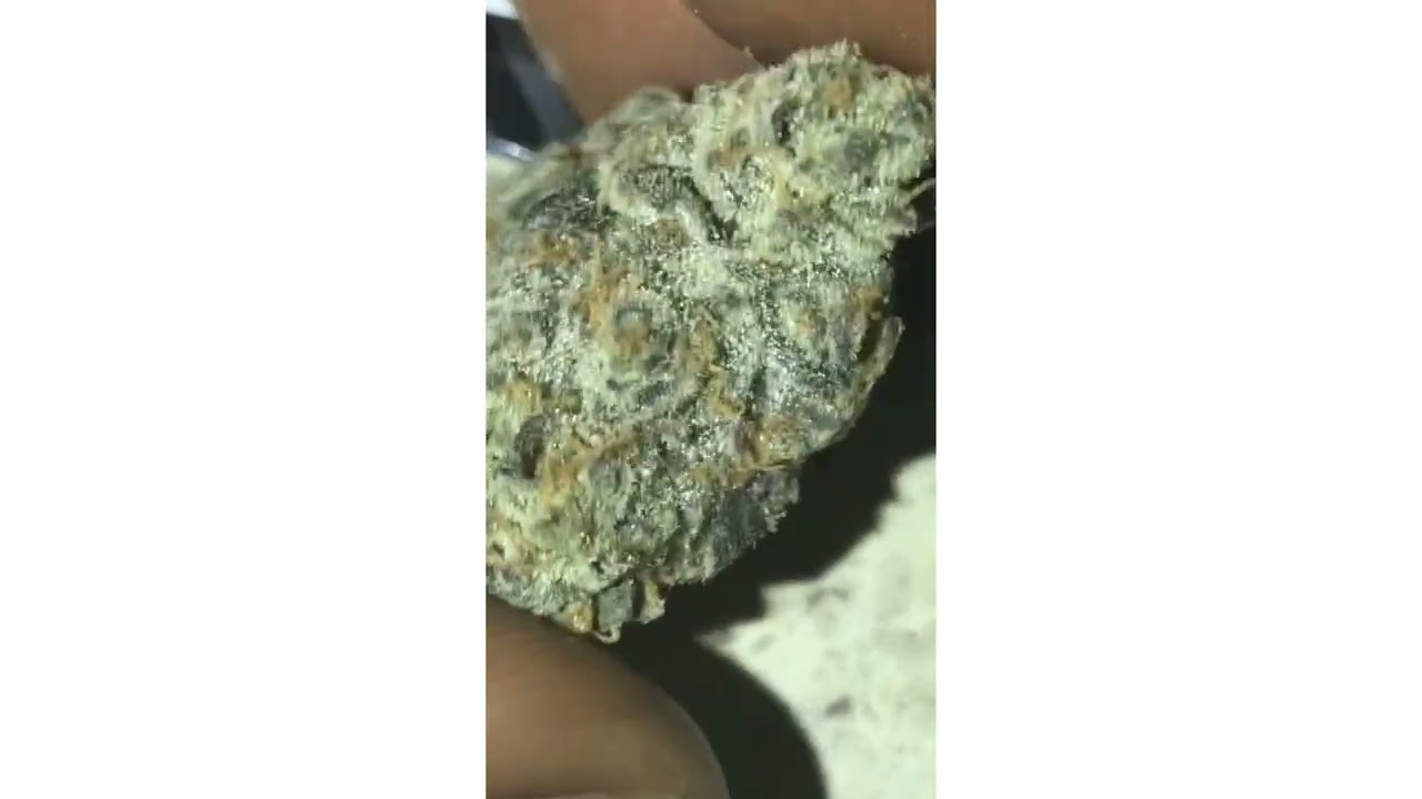 Gary Payton Strain Review ( Smk Brk 420 )