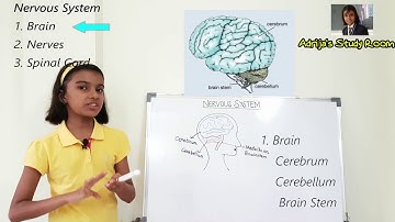 Nervous System for Class V