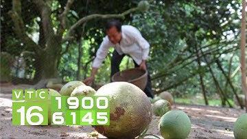Bưởi bị rám quả và rụng quả: Nguyên nhân và cách khắc phục? I VTC16