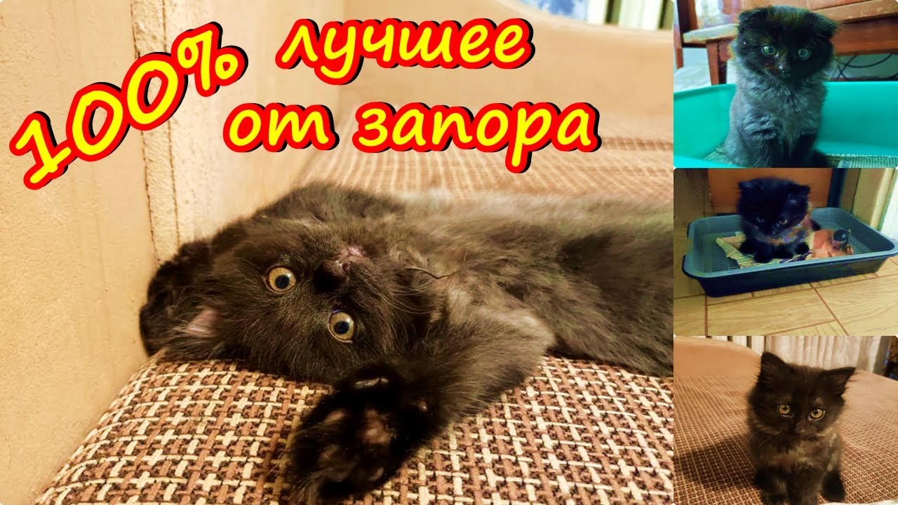 Запор у котёнка 100% безопасный способ