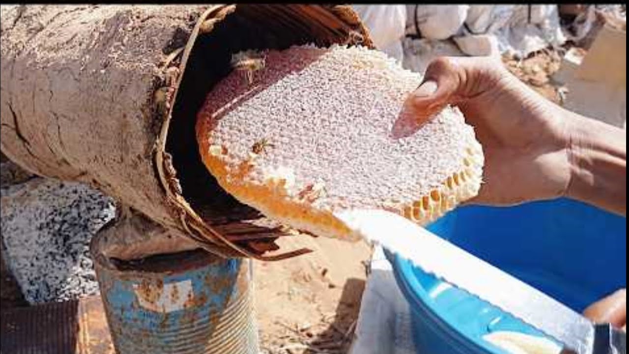 ማር እንዴት እንደሚቆረጥ የሚያሳይ ሙሉ ቪዲዮ  | ንብ ማነብ ሰው ያደርጋል | ማራኪ የንብ ልማት | #beefarm #sheep #sheepgoatbeegoat