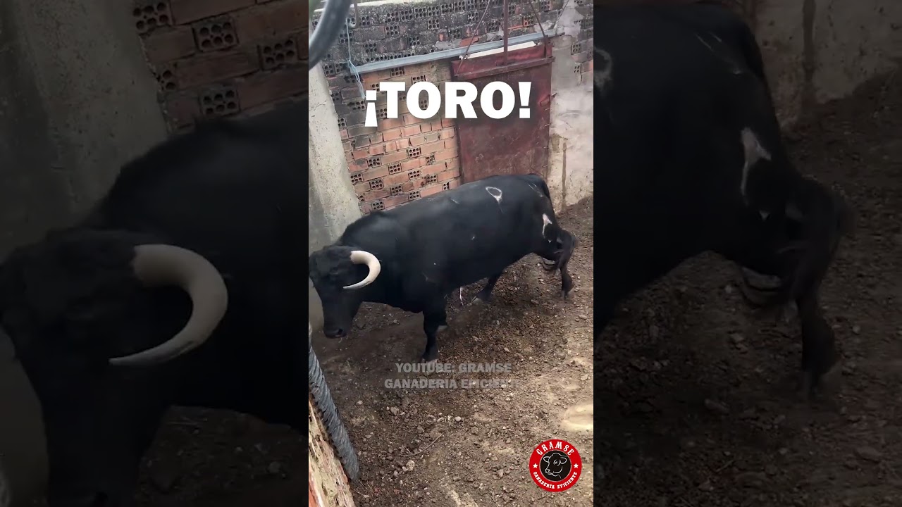 TOROS DE LIDIA EN LOS CORRALES  / FIGHTING BULL #bull #cattle #corral #livestock
