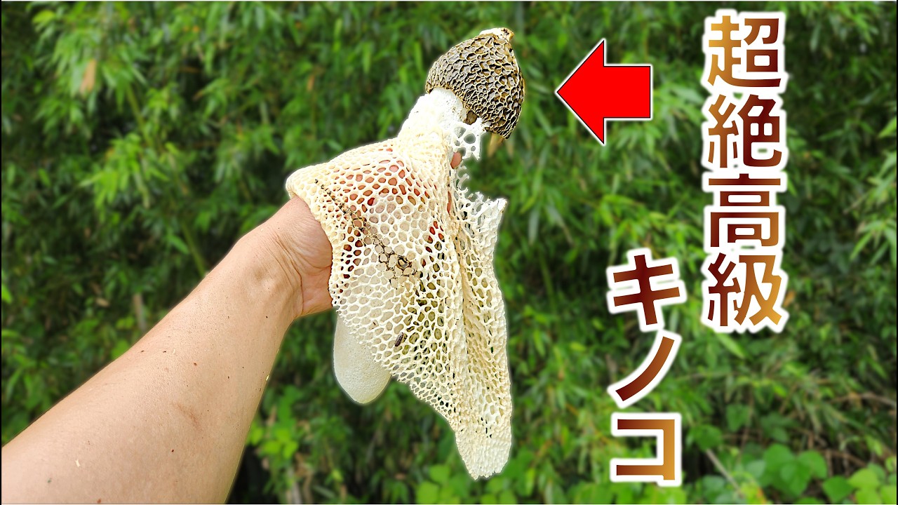 超絶高級キノコが大量に生えてる竹林を発見した