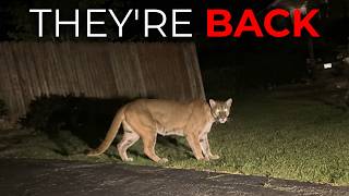People Keep Seeing Cougars in Appalachia That Are Supposed to Be Extinct
