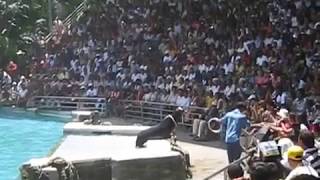 Animals Life Story: Sea Lion show