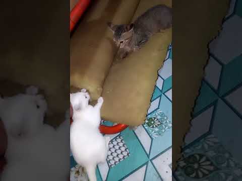 @NAG AAWAY DIN SILA MINSAN#PetCat#subscribe