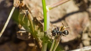 Ants Awakening April 12th, 2015, Montreal, Quebec