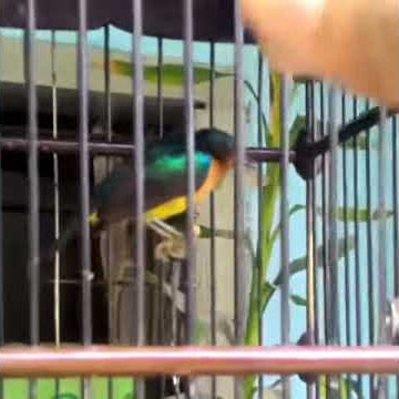 Kolibri muncang cetrekan bunyi