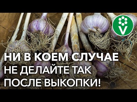 Видео: Что делать с чесноком: как использовать чеснок с грядки