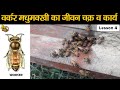 Worker Bee-Life Cycle || वर्कर मधुमक्खी का जीवन चक्र एवं कार्य ।। Lesson 4