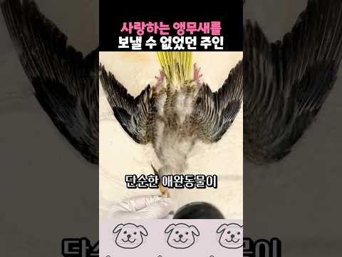 앵무새를 보낼 수 없었던 주인 thumbnail
