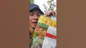 Pencegahan penyakit patek pada tanaman cabe #shorts #arispipit #tanamancabe