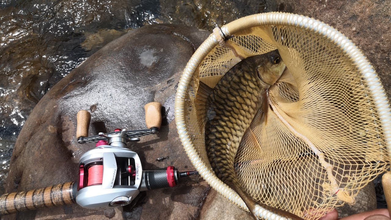 sabah stream fishing | babagon river | daiwa pixy