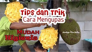 Tips dan Trik Mengupas Jenis Buah Unggulan Nangka