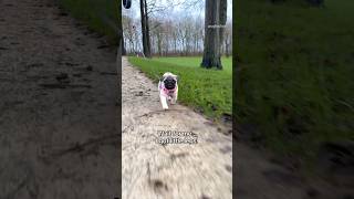 Throwback to when baby Mosy’s little legs couldn’t keep up  #pug #puppy #littlelegs