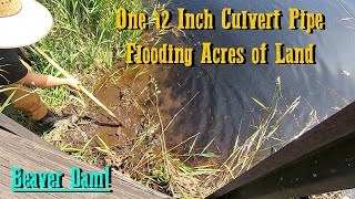 Unclogging A Culvert Pipe Responsible For Multiple Properties Flooding!