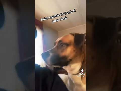 Fake Sneeze In