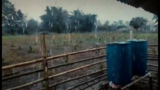 Tanuman Ni Bekay 4 Months