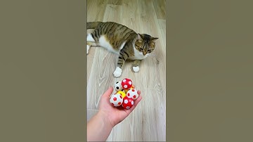 Funny Cat Barsik ❤🤗 Beads 📿 Reverse Video #marblerunandmore #cat #reversevideo