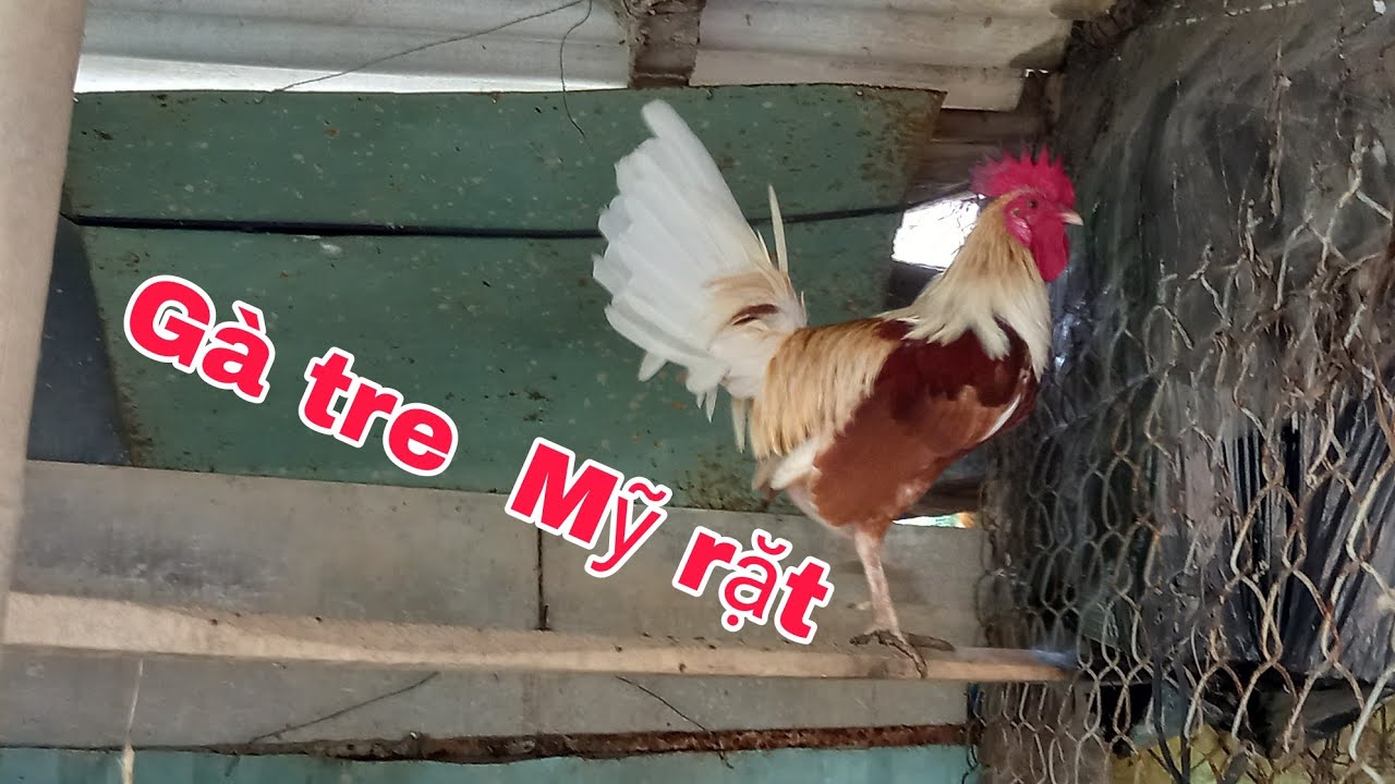 Líp gà tre Mỹ cuối năm.|(15_2_2026).|PHƯƠNG TIỀN GIANG #gatremyrat #phuongtiengiang 