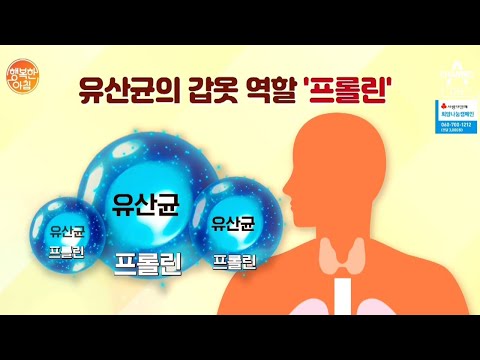 유산균의 *갑옷 역할*을 한다?! &amp;#39;프롤린 유산균&amp;#39;의 효능! | 행복한 아침 248 회