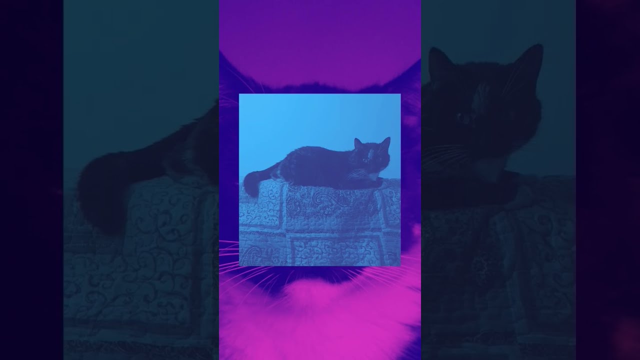 CHANCHI Cat y sus espacios  Todo un mundo Gatuno   SHORTS