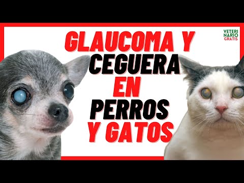 🔴 GLAUCOMA y CEGUERA en PERROS y GATOS 🔴 Causas (por GOLPE) Síntomas y Tratamiento con Medicamentos hqdefault