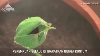Ceramah Pendek Ustadz Abdul Somad,lc.MA||Perempuan Ibarat Bunga