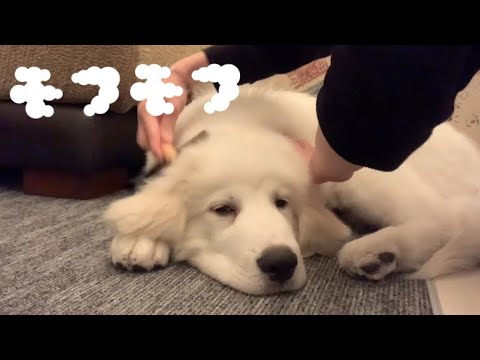 さだはるのブラッシングの愛用品**グレートピレニーズ
