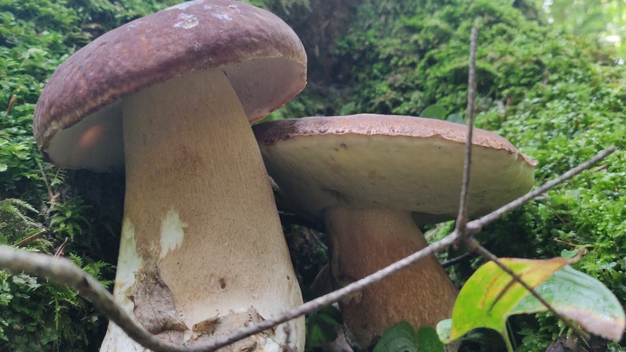 Білі Гриби, Ростуть Групами  Їх багато, ледве доніс  Карпати