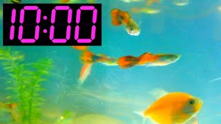 10 Minute Timer with Fish and Relaxing Music | Aquarium Countdown timer 10 minute Calming