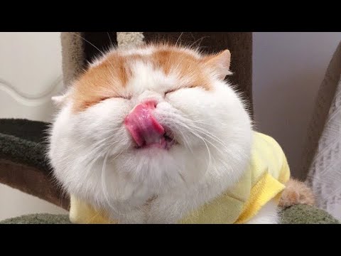 Funny Animal Videos - Hilarious Cat Reactions - Week #180 — Eightify
