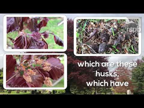 Video: Kas yra raudonasis bukmedžio medis – raudonųjų bukmedžių priežiūros vadovas