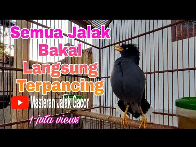 Suara Khas Jalak Kebo Untuk Pancingan Jalak Kebo Muda Dijamin Pasti Cepat Nyaut class=