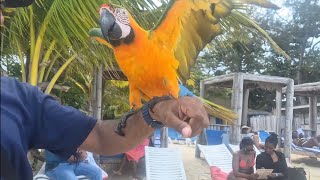 I cant believe they actually said this beach vybe in Ocho Rios