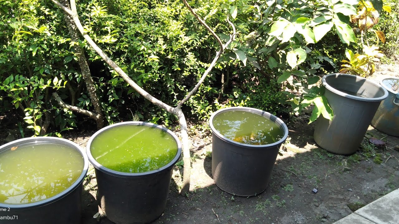 persiapan Tebar Awal..,Budidaya Ikan Gurame Dalam Ember