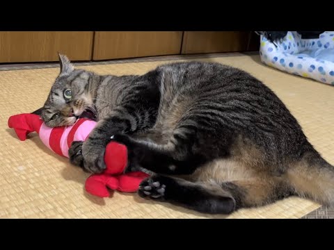 まめたろう様　ベッド まめたろうVSエビ（4ヶ月ぶり） - YouTube