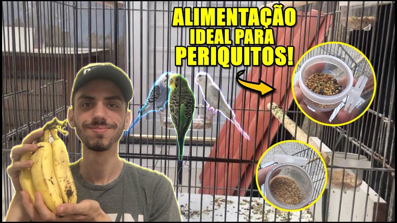 COMO ALIMENTAR SEU PERIQUITO CORRETAMENTE!